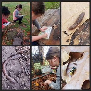 People Investigating Nature and taking notes. A slug on a leaf. An uncovered  worm tunnel. A bee on a leaf. 
